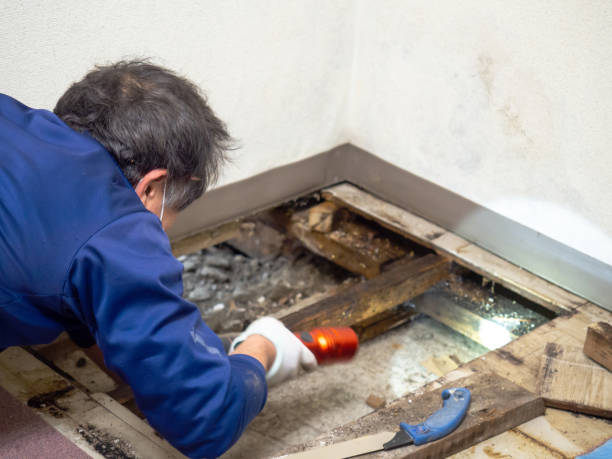 Mold Removal Process in Rineyville, KY