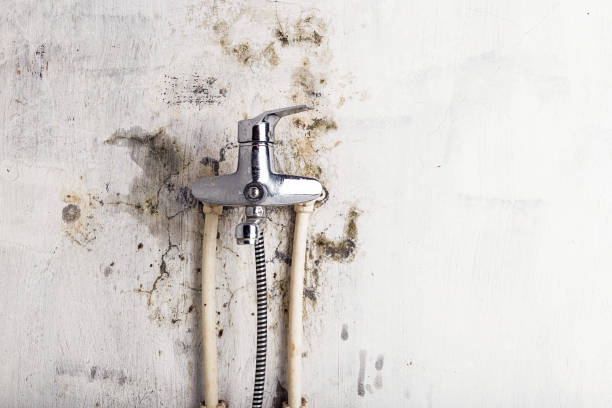 Best Mold Removal Process  in Rineyville, KY