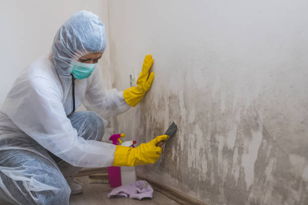 Best Mold Removal Specialists  in Rineyville, KY