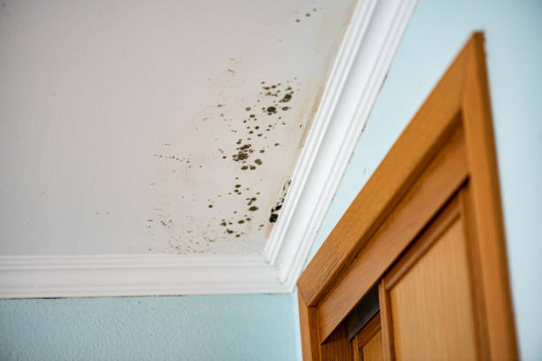 Best Commercial Mold Removal  in Rineyville, KY