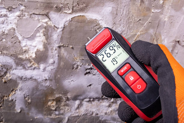 Best Affordable Mold Removal  in Rineyville, KY