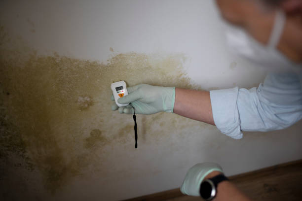 Best Crawl Space Mold Removal  in Rineyville, KY