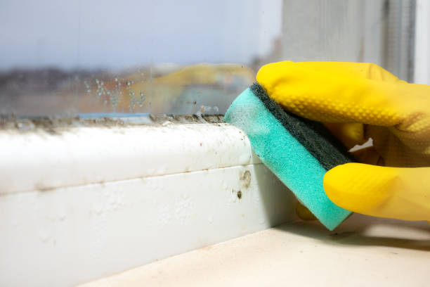 Best Mold Testing and Removal  in Rineyville, KY