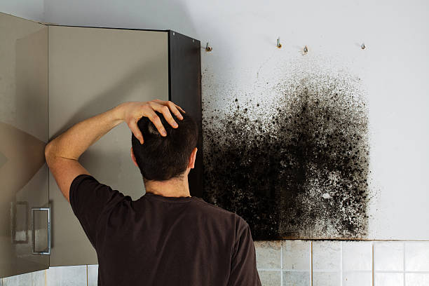 Best Certified Mold Removal  in Rineyville, KY