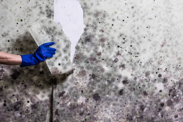 Best Mold Damage Repair  in Rineyville, KY