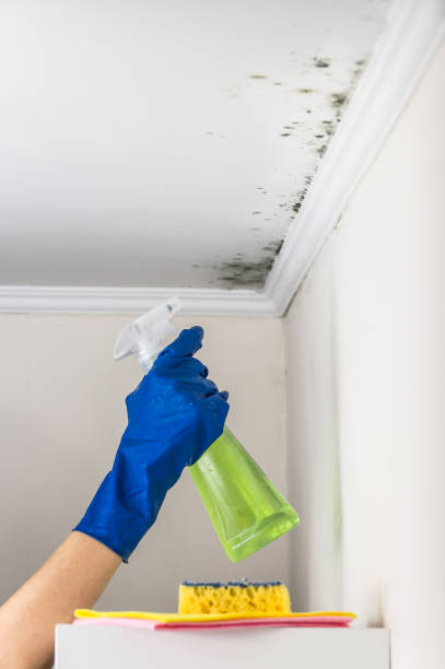 Best Professional Mold Removal  in Rineyville, KY